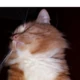 katran1