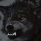 GreymolkinWolf