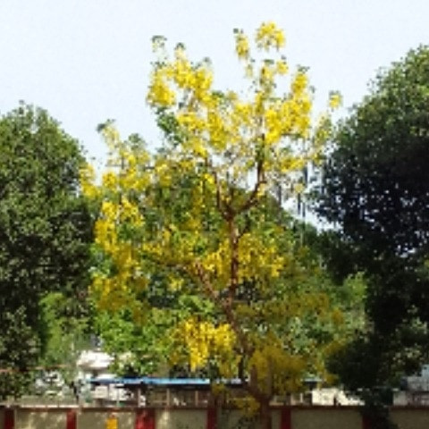 BSABIRA