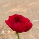 hotboyKolkata141573