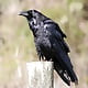 Raven_dave