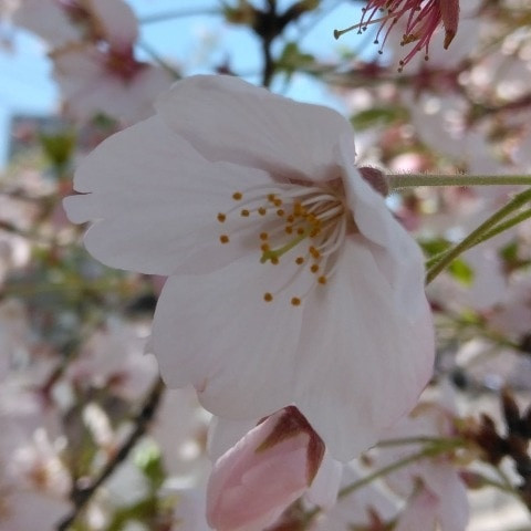 KikoSophie