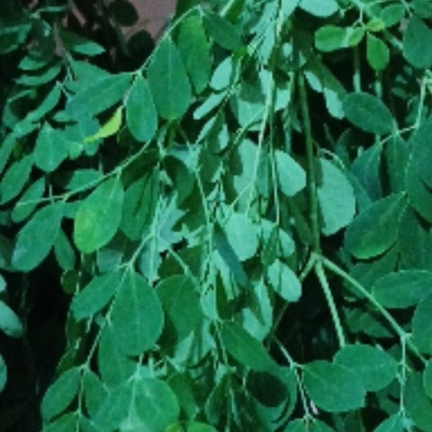 sofhiya391