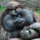 Goober_994